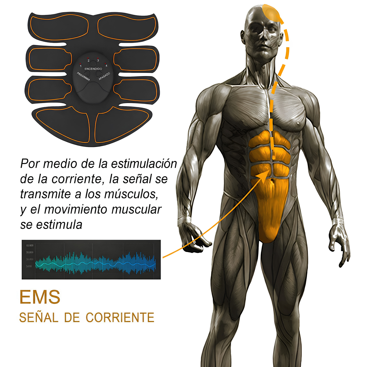 Estimulador Muscular Eléctrico
