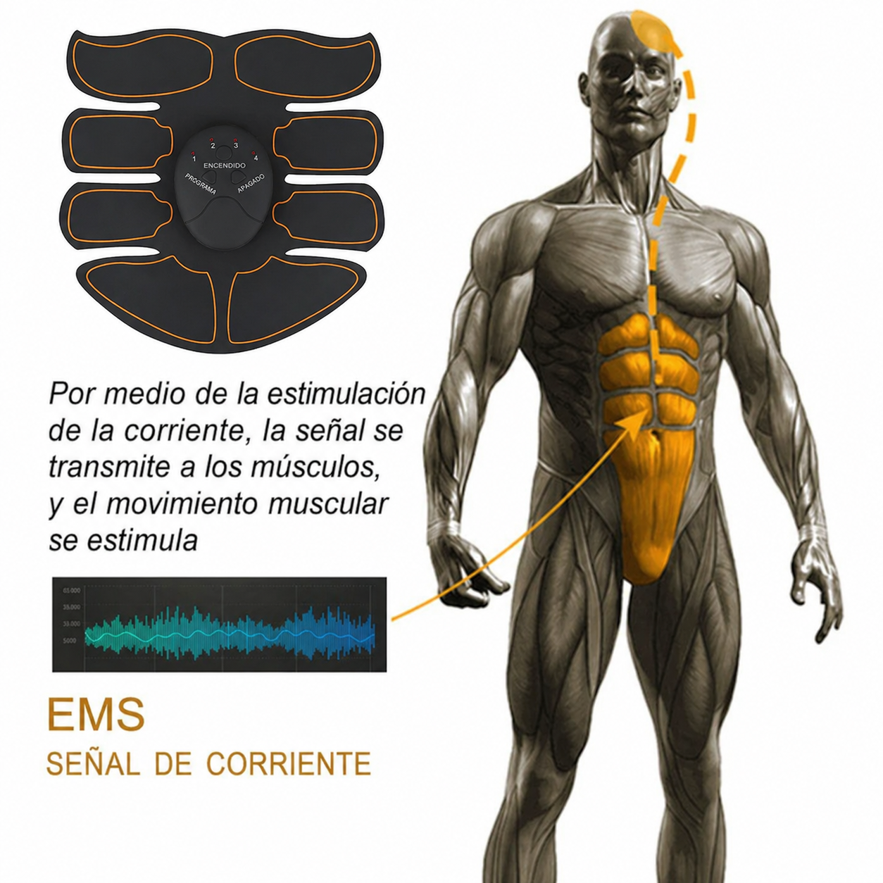 Estimulador Muscular Eléctrico